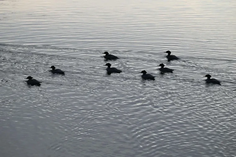 Vögel – Gänsesäger, Herbst