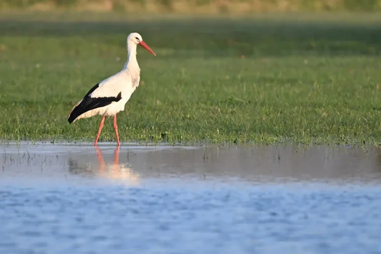 Vögel – Weißstorch, Frühling