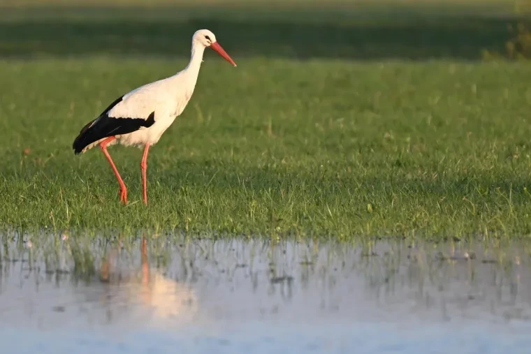 Vögel – Weißstorch, Frühling