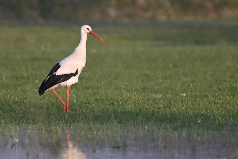 Vögel – Weißstorch, Frühling