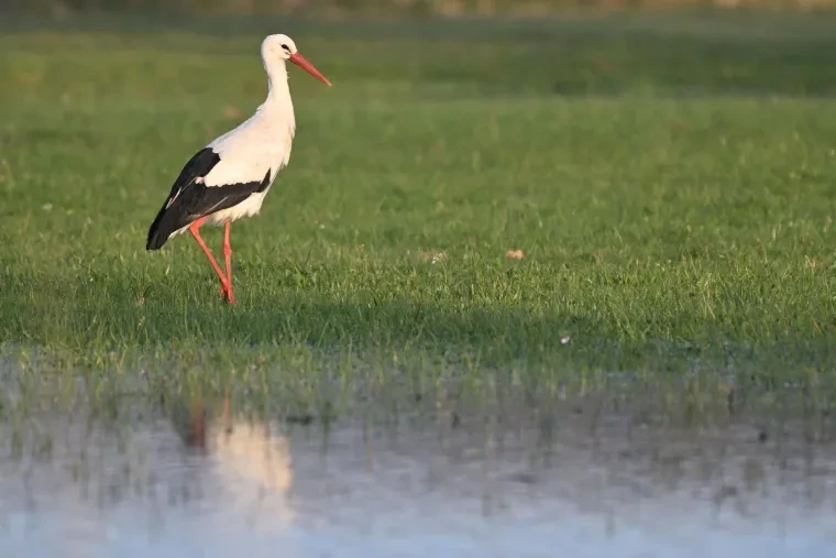 Vögel – Weißstorch, Frühling