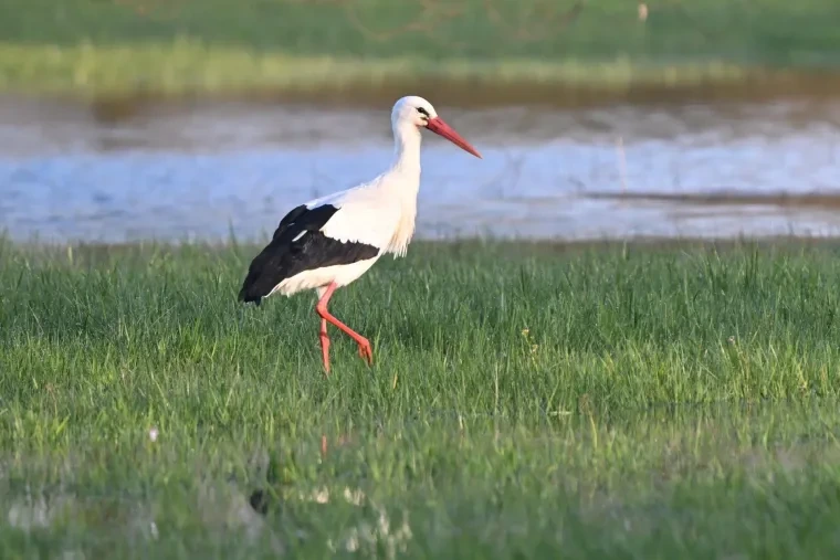 Vögel – Weißstorch, Frühling