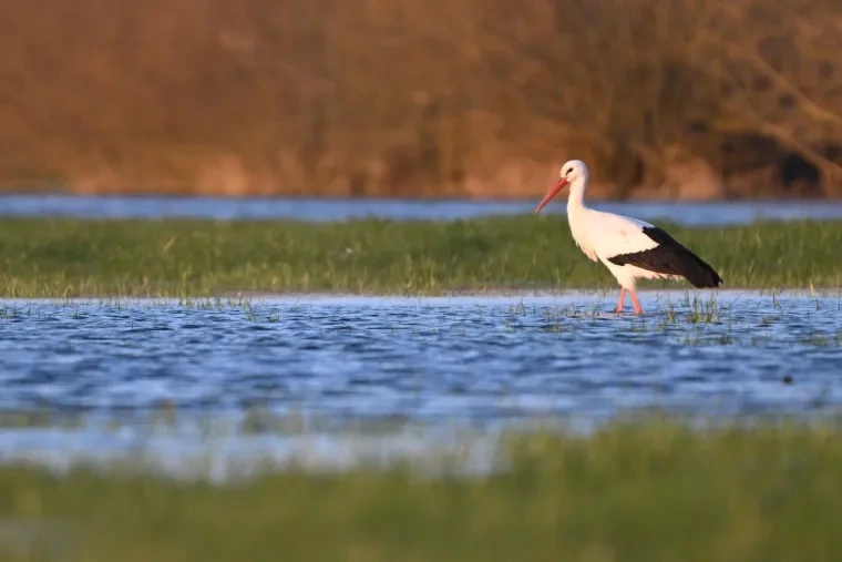 Vögel – Weißstorch, Frühling