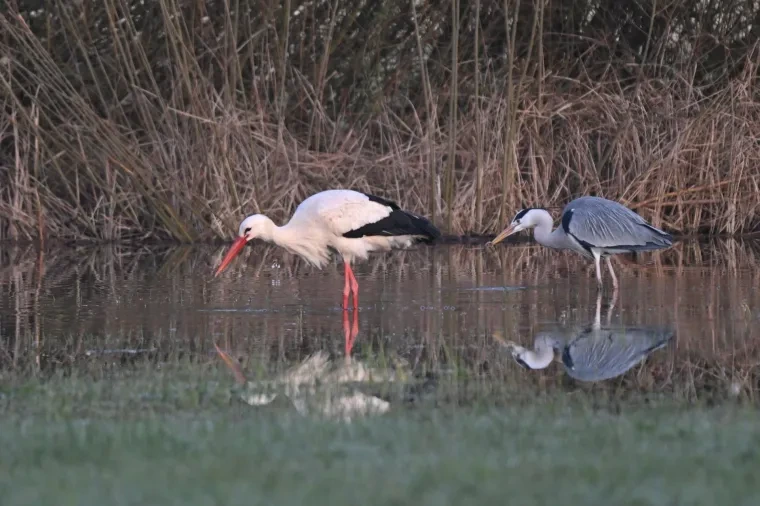 Vögel – Weißstorch, Frühling