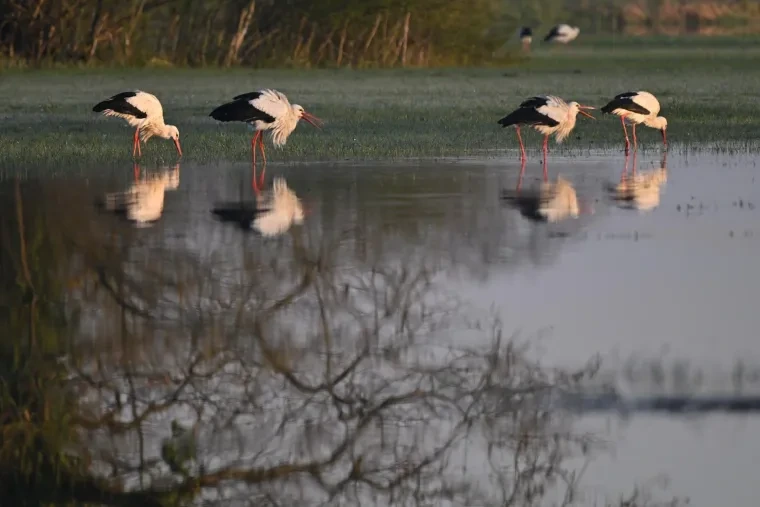 Vögel – Weißstorch, Frühling