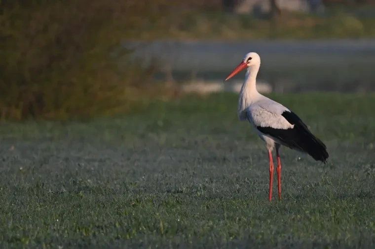 Vögel – Weißstorch, Frühling