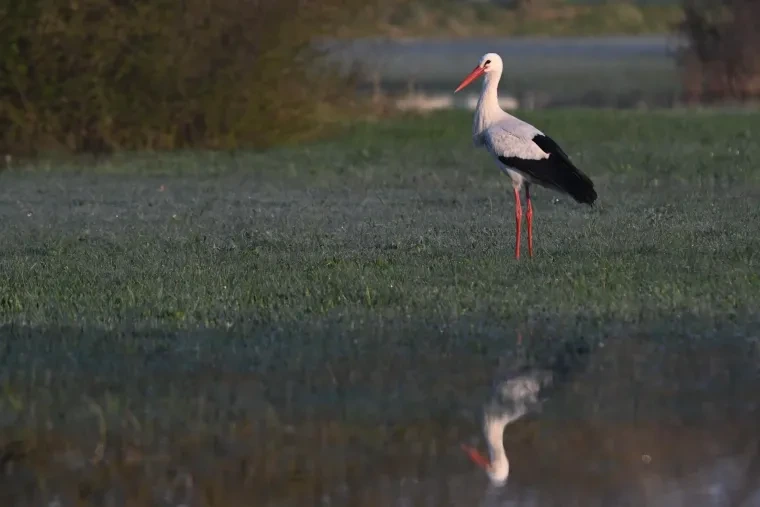 Vögel – Weißstorch, Frühling