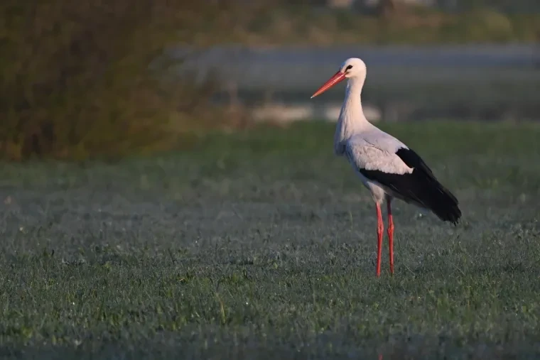 Vögel – Weißstorch, Frühling