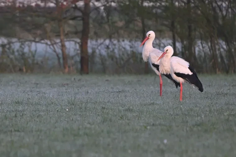 Vögel – Weißstorch, Frühling
