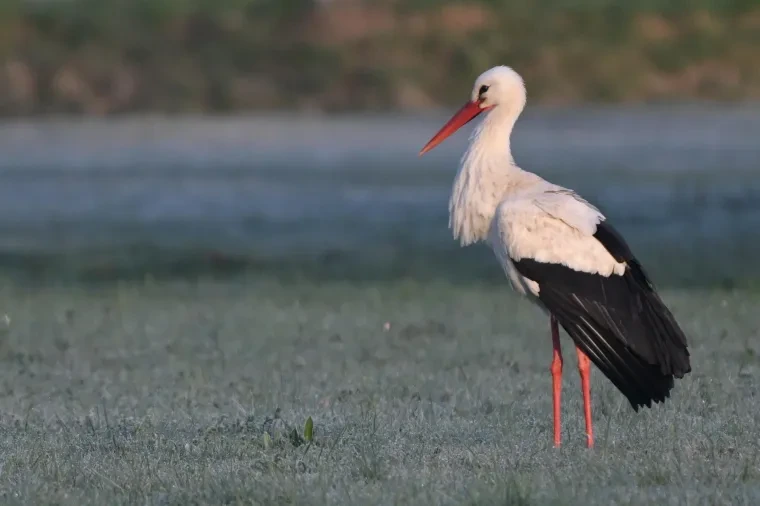 Vögel – Weißstorch, Frühling