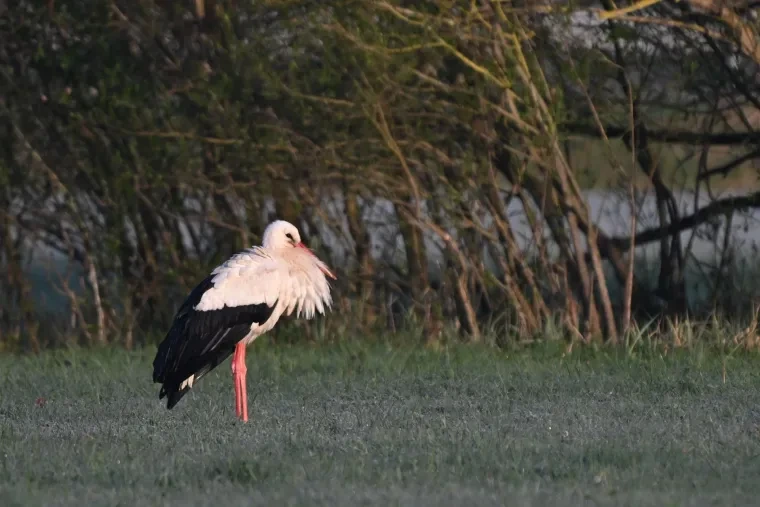 Vögel – Weißstorch, Frühling