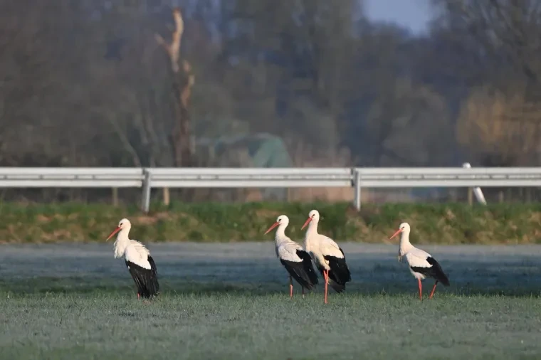Vögel – Weißstorch, Frühling