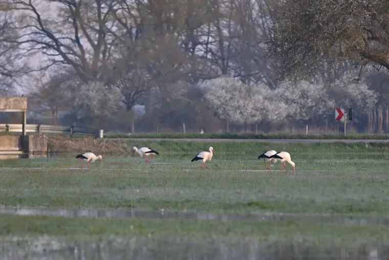 Vögel – Weißstorch, Frühling