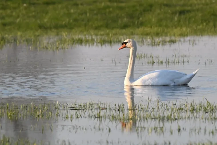 Vögel – Höckerschwan, Frühling