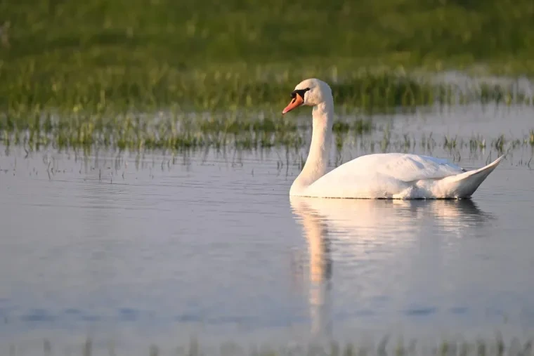 Vögel – Höckerschwan, Frühling