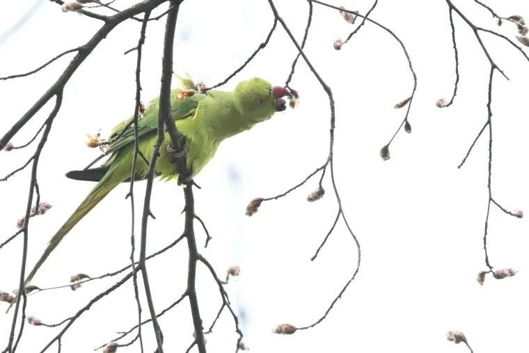 Vögel – Halsbandsittich, Frühling