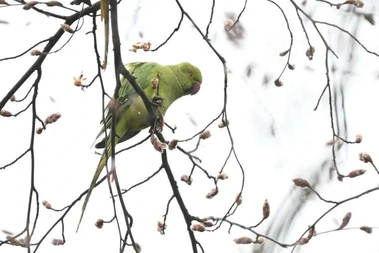 Vögel – Halsbandsittich, Frühling