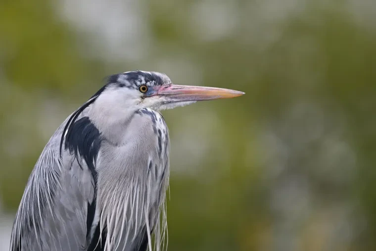 Vögel – Graureiher, Frühling