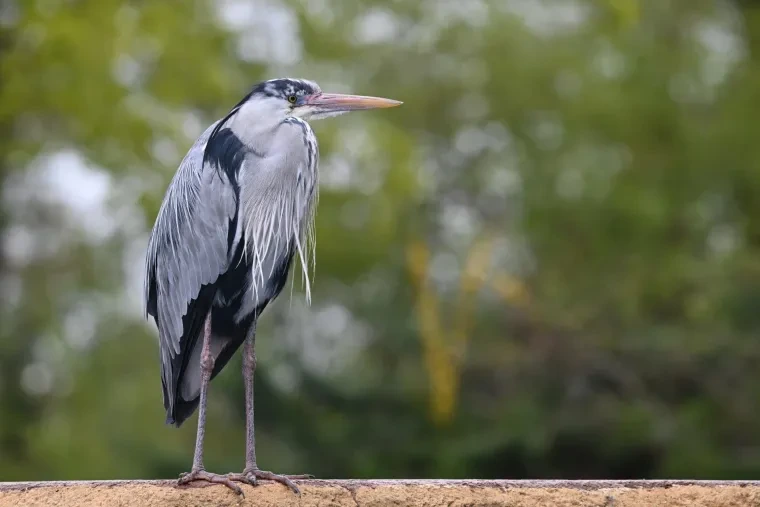 Vögel – Graureiher, Frühling