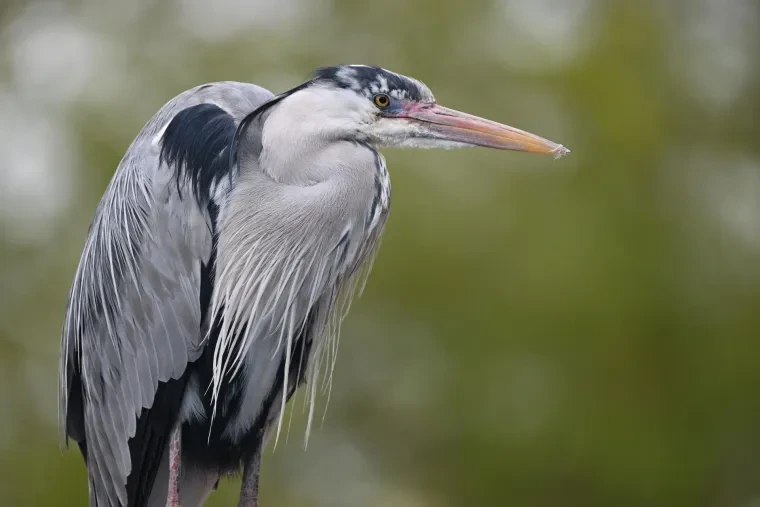 Vögel – Graureiher, Frühling