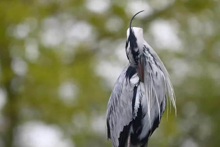 Vögel – Graureiher, Frühling