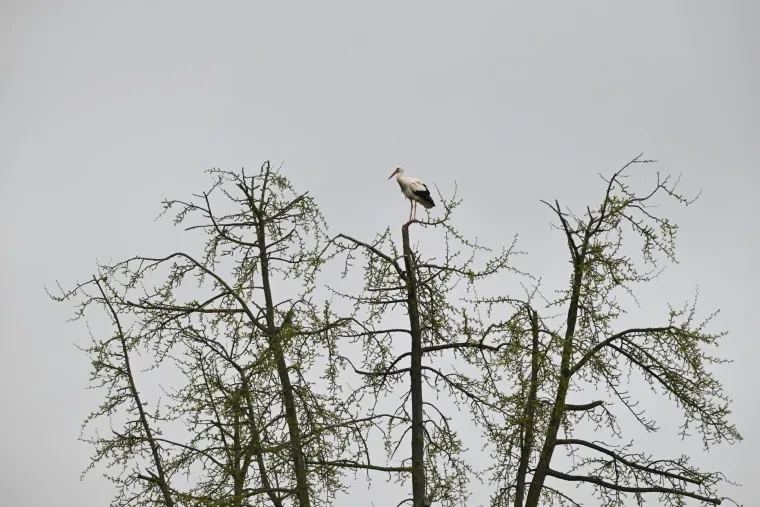Vögel – Weißstorch, Frühling
