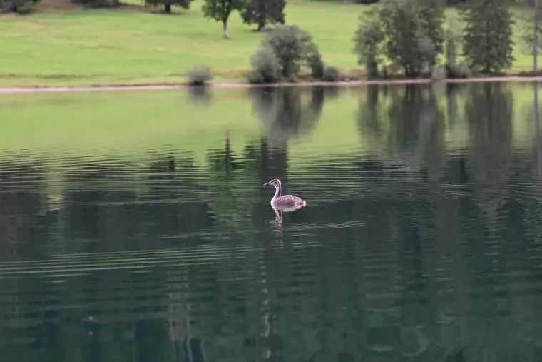 Vögel – See, Haubentaucher, Spiegelung, Sommer