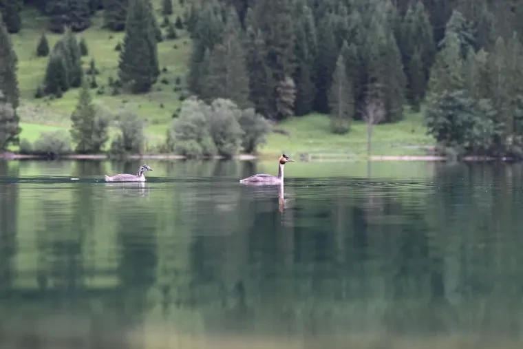 Vögel – See, Haubentaucher, Spiegelung, Nebel, Sommer