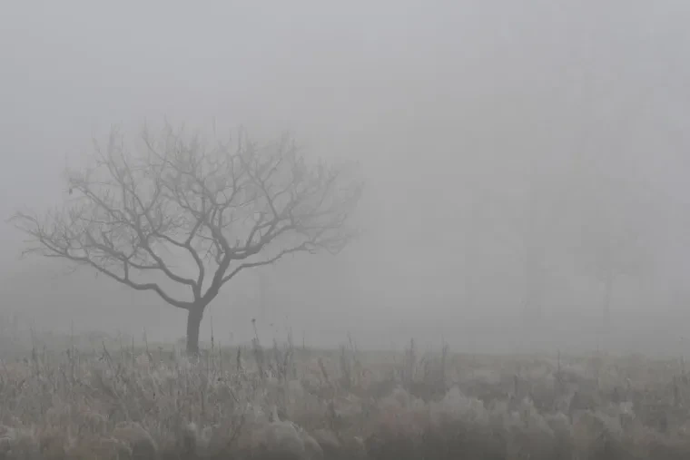 Landschaft – Wiese, Nebel, Mystisch, Winter
