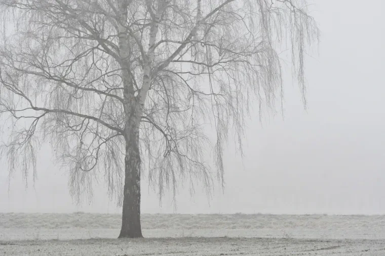 Landschaft – Wald, Nebel, Mystisch, Winter