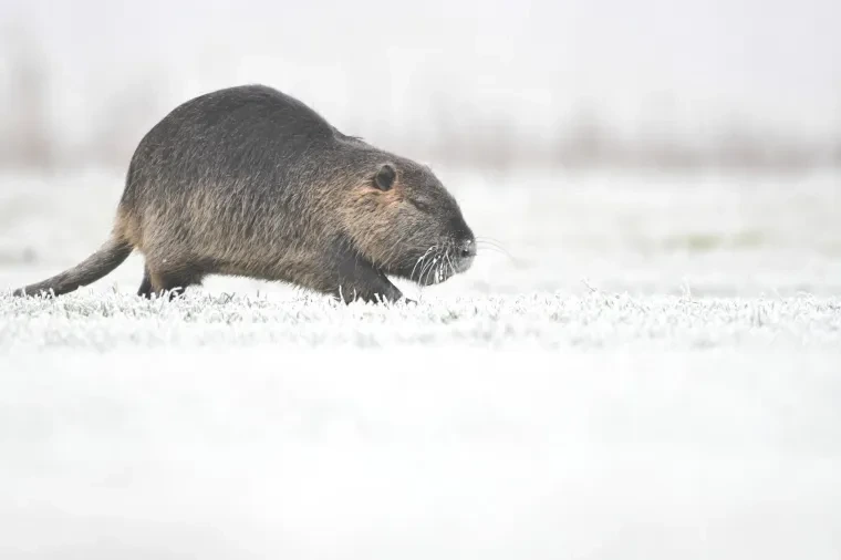 Säugetiere – Nutria, Winter