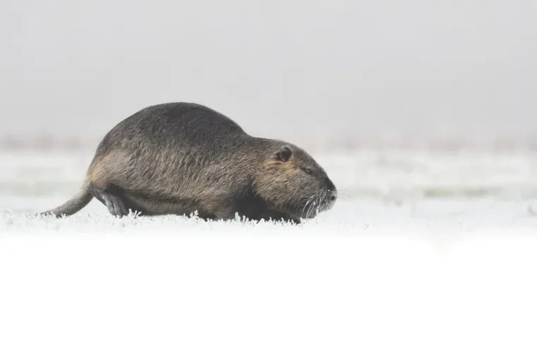 Säugetiere – Nutria, Winter