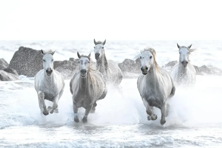 Säugetiere – Camargue, Pferd, Frühling