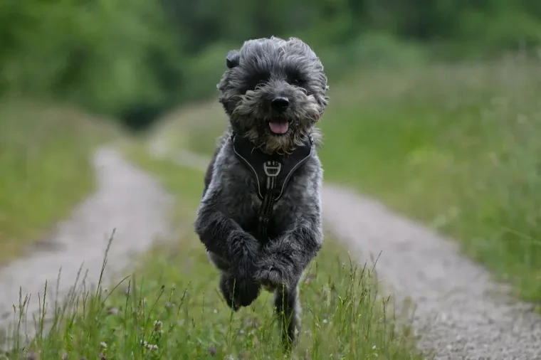 Säugetiere – Hund, Frühling