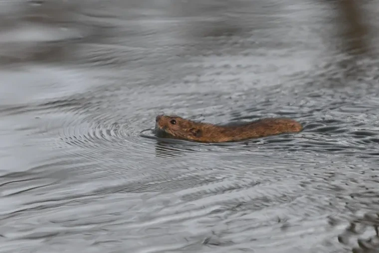 Säugetiere – Ratte, Frühling