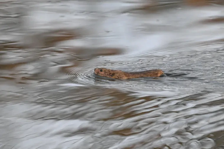 Säugetiere – Ratte, Frühling