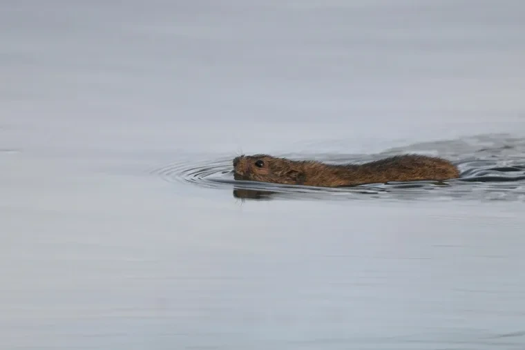 Säugetiere – Ratte, Frühling