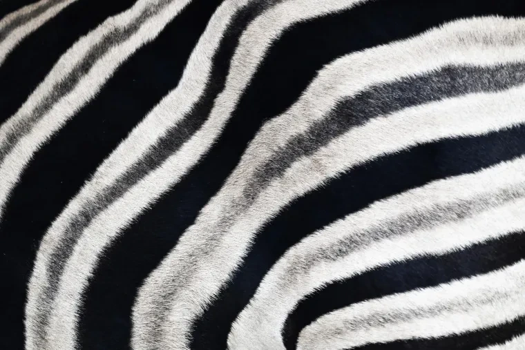 Säugetiere – Zebra, Frühling
