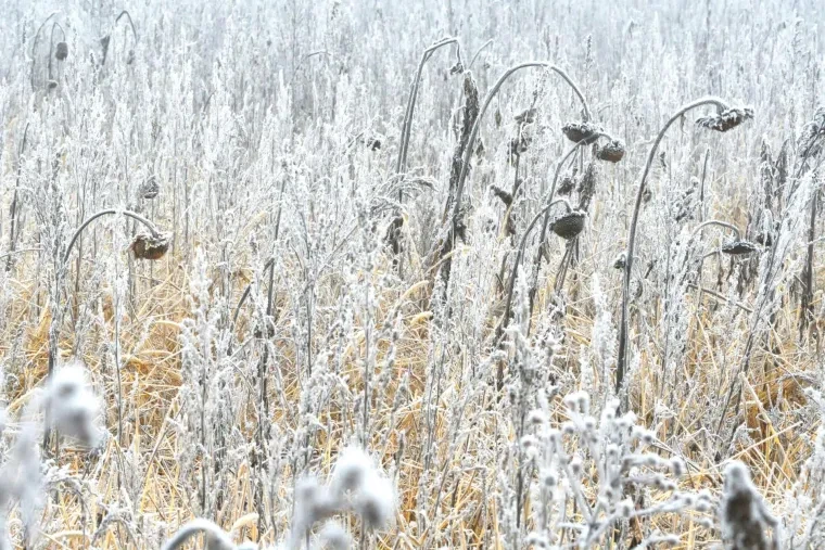 Pflanzen und Pilze – Winter
