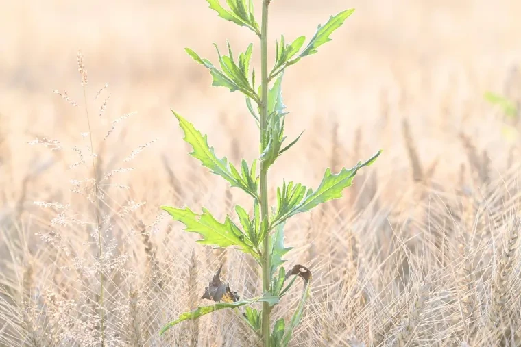 Pflanzen und Pilze – Sommer