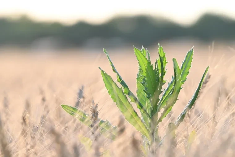 Pflanzen und Pilze – Sommer