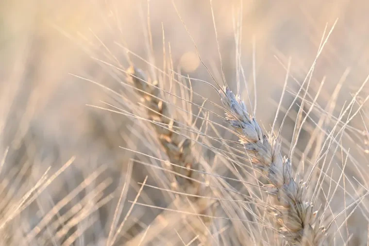 Pflanzen und Pilze – Sommer