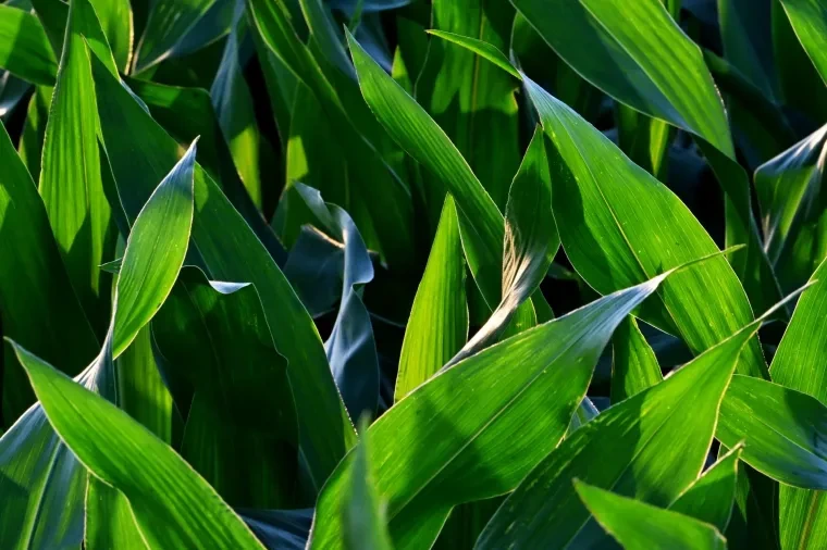 Pflanzen und Pilze – Sommer