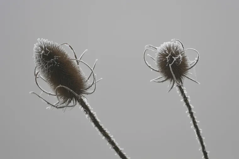 Pflanzen und Pilze – Winter