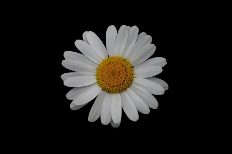 Pflanzen und Pilze – Frühling