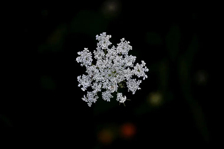 Pflanzen und Pilze – Sommer