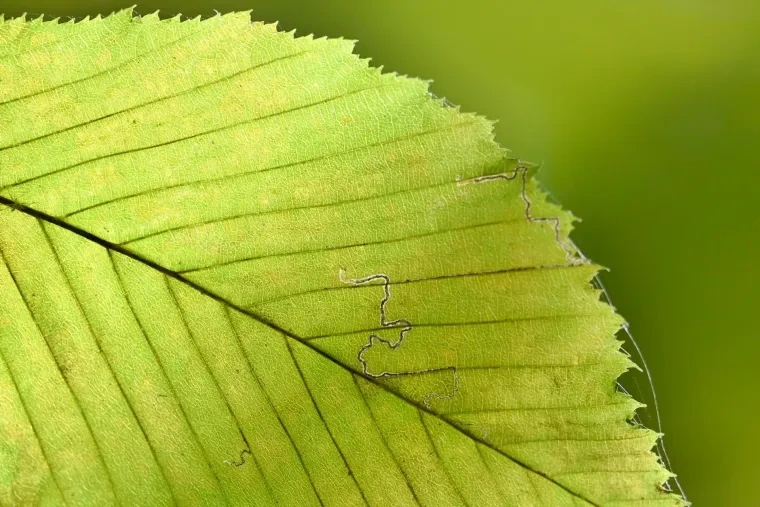 Pflanzen und Pilze – Herbst