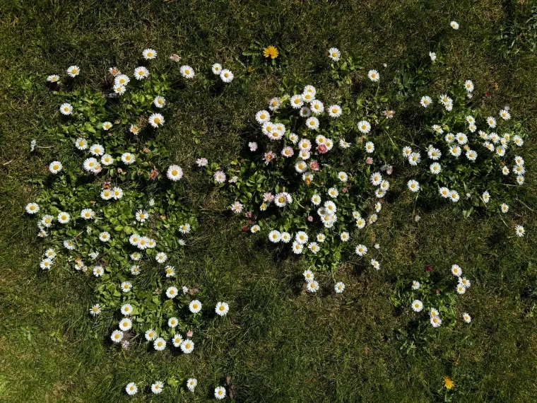 Pflanzen und Pilze – Frühling