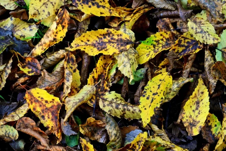 Atelier Natur – Herbst