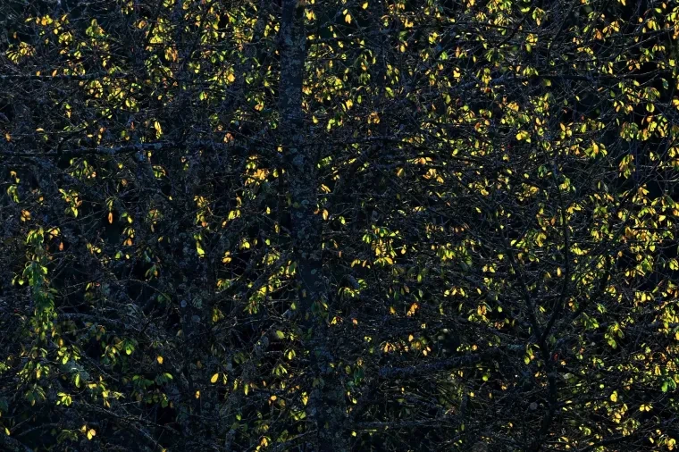 Atelier Natur – Wald, Herbst